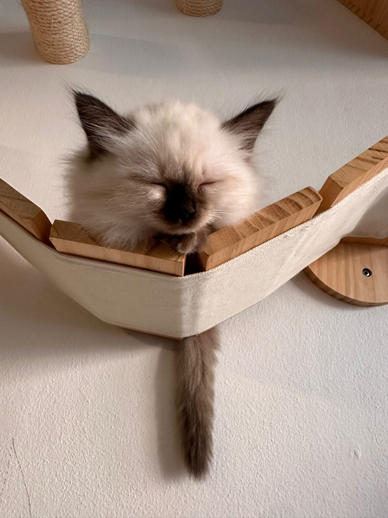 Bamboocha odpočívá se zavřenýma očima v závěsném kočičím lehátku