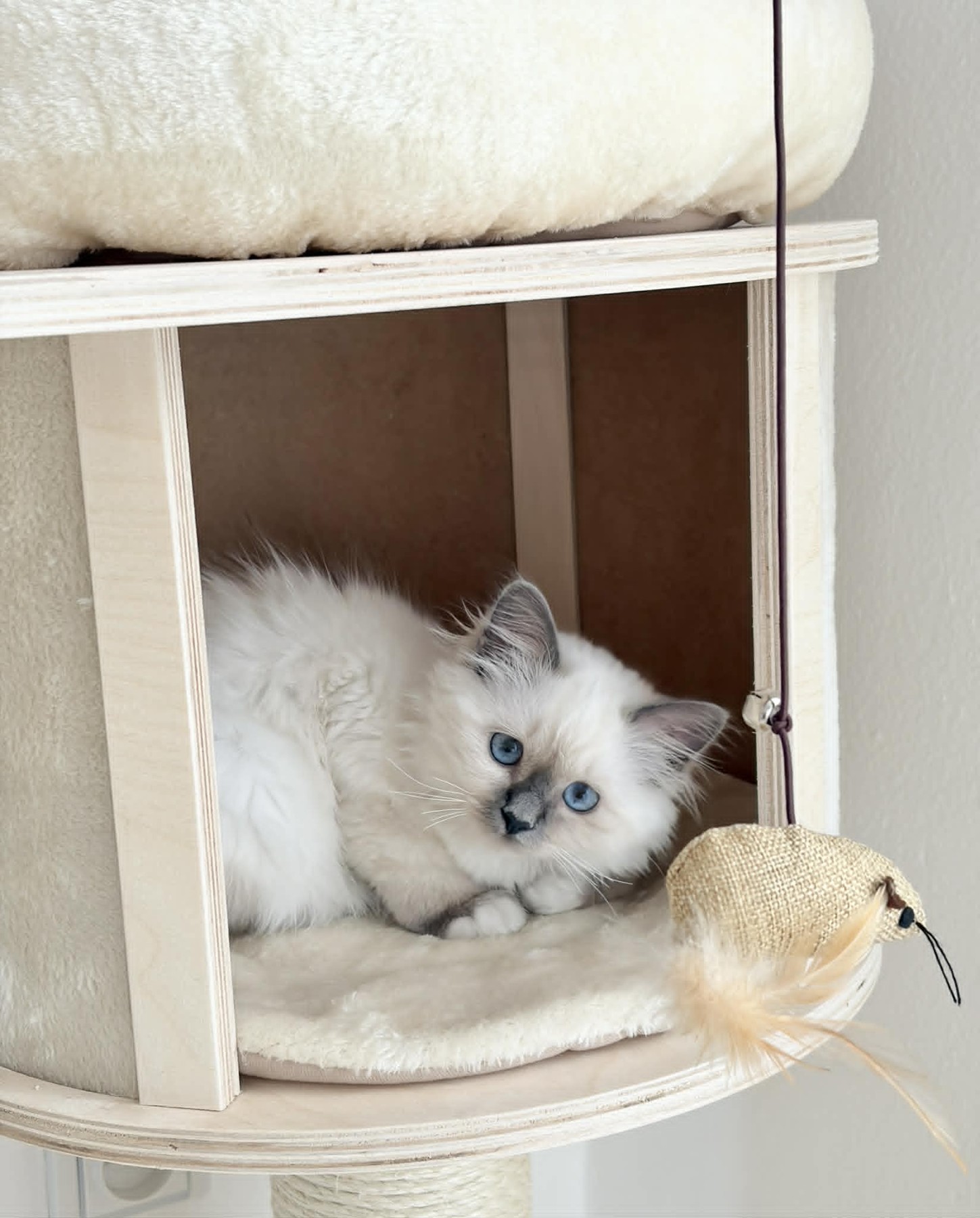 Bluey Celesté vykukuje z bílého kočičího domečku