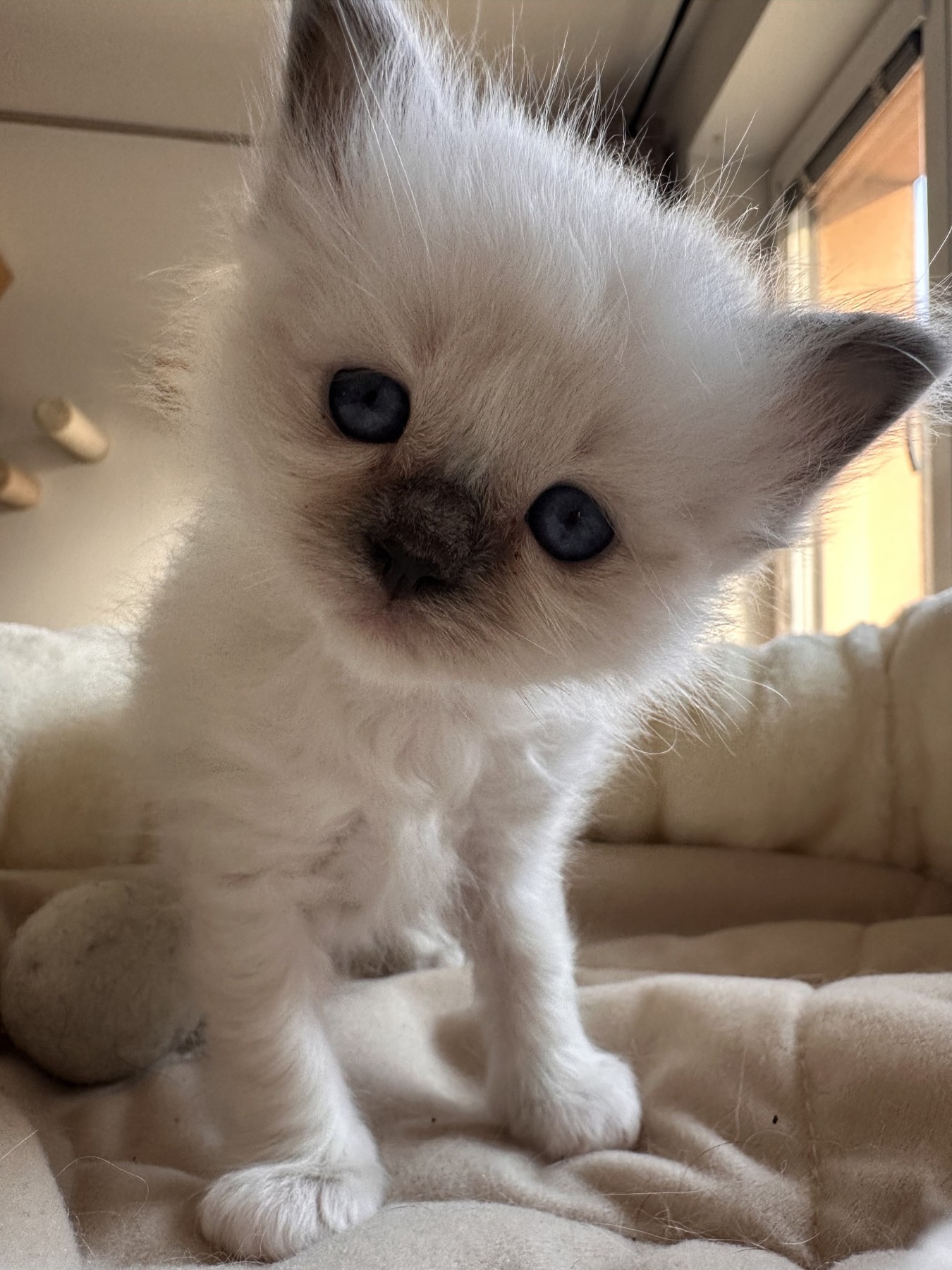 Malá Bluey Celesté naklání hlavičku směrem k fotoaparátu