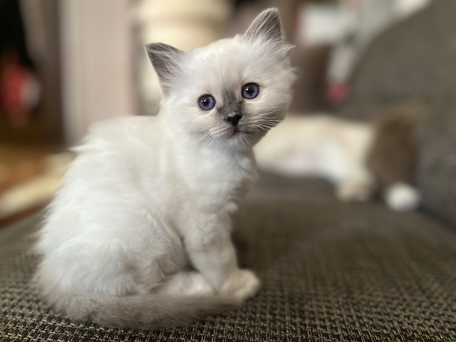 Bluey Celesté jako kotě sedí na gauči a hledí do objektivu
