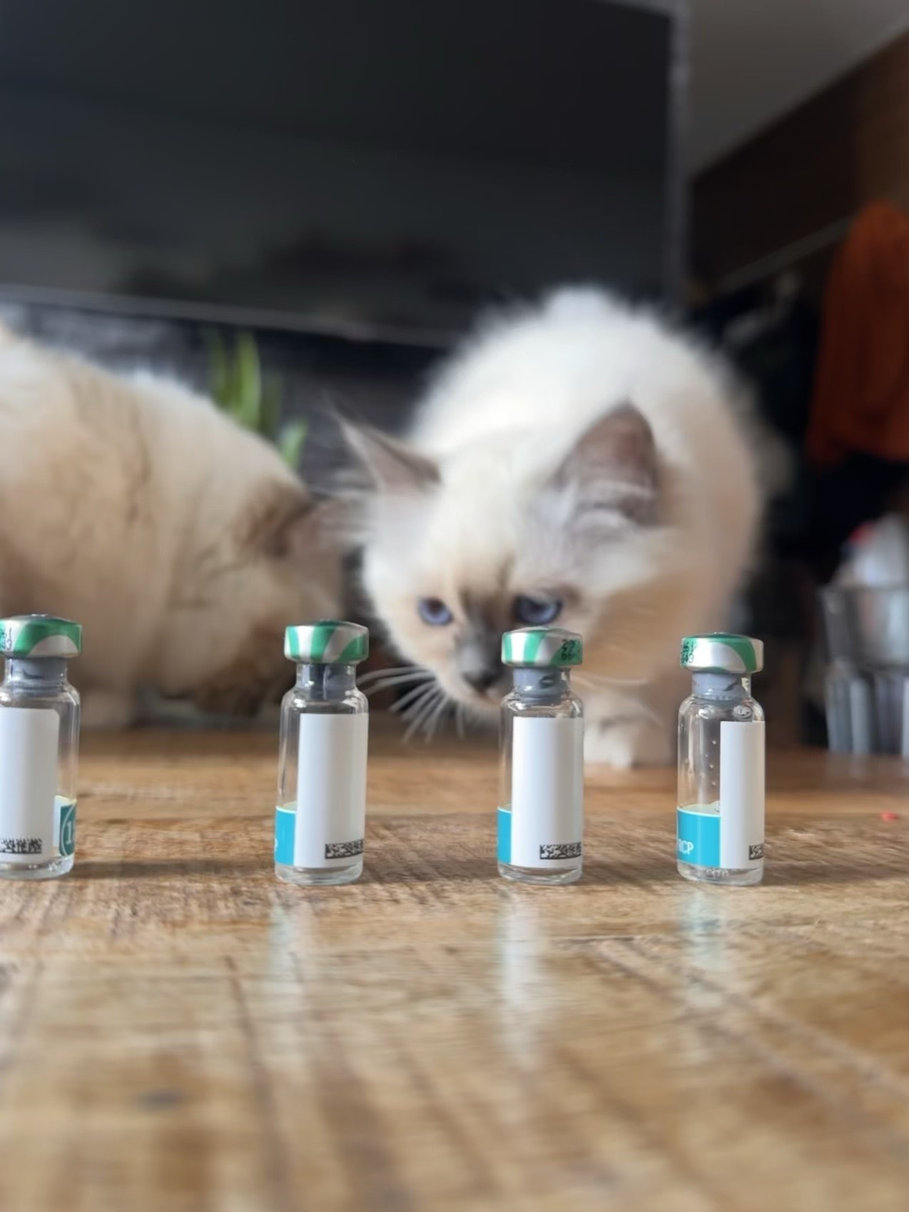 Zvědavé kotě očichává uzavřené lahvičky při domácí veterinární návštěvě